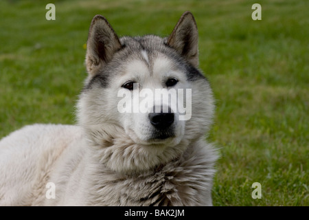 Husky sdraiata su un prato verde Foto Stock