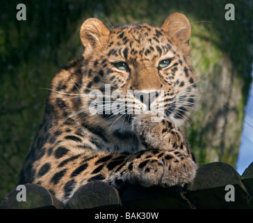 I capretti di Amur femmina Leopard (panthera pardus orientalis) 'Kiska' a Marwell Wildlife, Hampshire, Inghilterra Foto Stock