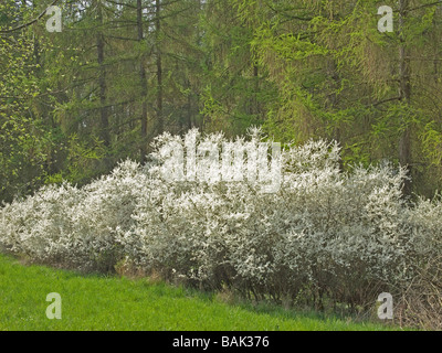 Boccole con fiori di colore bianco sullo sfondo verde della foresta vicino da Ortenberg Hesse in Germania Foto Stock
