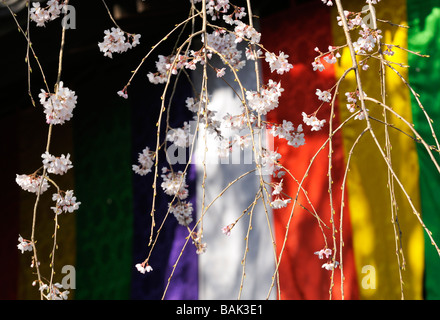 Fiori di ciliegio al tempio Daigoji, Kyoto JP Foto Stock