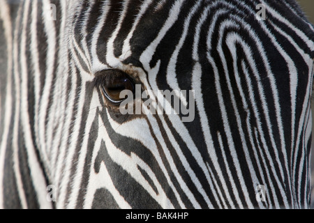 In prossimità di una zebra s eye che mostra le strisce bianche e nere sulla sua faccia Foto Stock