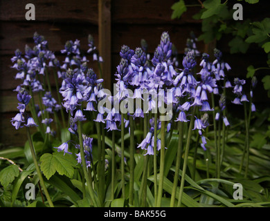 Spanish Bluebells, Hyacinthoides hispanica Scilla hispanica Foto Stock