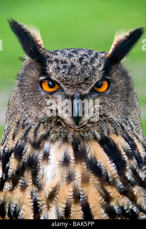Testa di un gufo reale , nome latino Bubo bubo Foto Stock