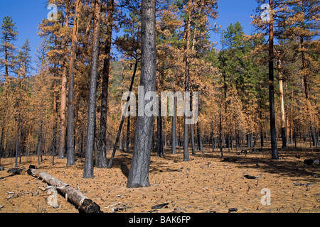 Una vista della Ponderosa Pine che furono bruciati nella procedura guidata degli incendi boschivi Foto Stock