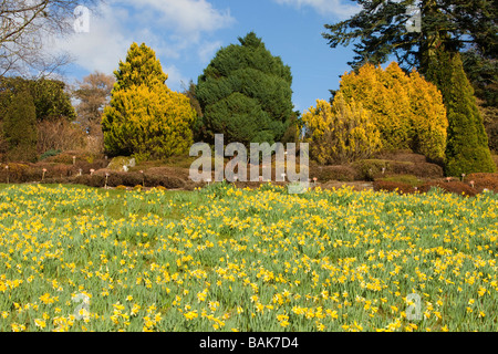 I narcisi selvatici in holehird Gardens vicino a Windermere Lake District UK Foto Stock