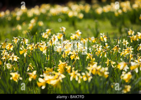 I narcisi selvatici in holehird Gardens vicino a Windermere Lake District UK Foto Stock