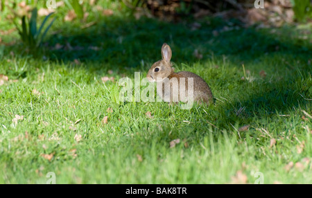 Coniglio giovane (oryctolagus cuniculus) nel campo. Molla (Aprile, Kent, Regno Unito) Foto Stock