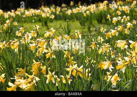 I narcisi selvatici in holehird Gardens vicino a Windermere Lake District UK Foto Stock