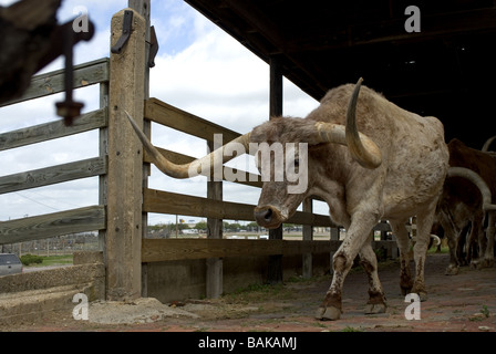 Longhorn Cattle Drive. Fort Worth Stockyards. Texas USA Foto Stock