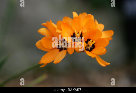 Mais africano Lily, Ixia maculata, Iridaceae, Provincia del Capo, in Sud Africa Foto Stock
