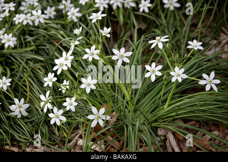 Comune di Stella di Betlemme, Ornithogalum umbellatum, Hyacinthaceae, UK, British selvaggio fiore. Foto Stock