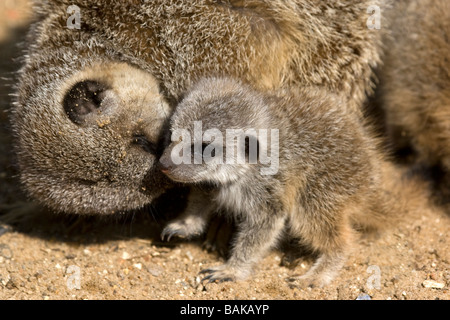 Meerkat bambino e adulto Foto Stock