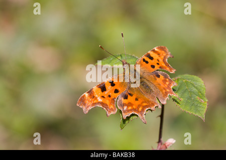 Ampio angolo di visione di virgola Polygonia c-album farfalla posata su rovo con alette aperte nel bosco, Worcestershire, Regno Unito. Foto Stock