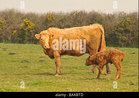 Incrociati limousin vacche beef cow con giorno vitello vecchia Foto Stock