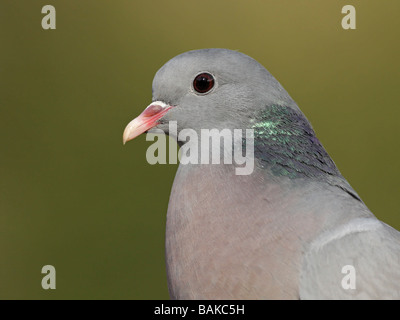 Magazzino Colomba, Columba oenas, close up della testa Foto Stock