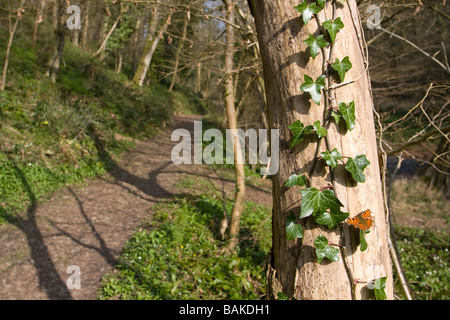 Ampio angolo di visione di virgola Polygonia c-album butterfly in appoggio sul lato dell'albero ali aperte sul percorso del bosco, Worcestershire, Regno Unito. Foto Stock