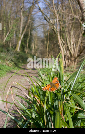 Ampio angolo di visione di virgola Polygonia c-album farfalla posata su iris sp con ali aperte sul percorso del bosco, Worcestershire, Regno Unito. Foto Stock