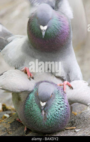 Rock colombe Columba livia coniugata Foto Stock