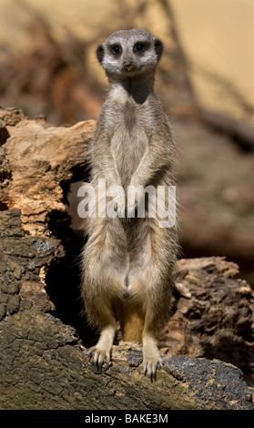 Meerkat di sentinella Foto Stock