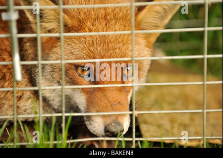 Red Fox catturati in un live trap trappola a gabbia Foto Stock