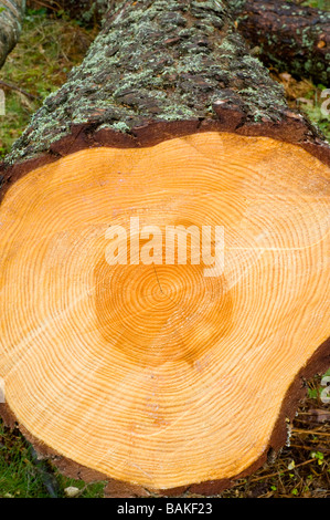 Un pino silvestre tronco di albero, Pinus sylvestris, abbattuto durante operazioni di selvicoltura, che mostra i suoi anelli di crescita in sezione trasversale. Foto Stock