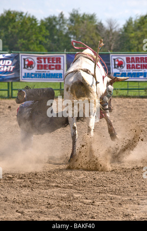 L uomo è contrastato off un manzo al rodeo Foto Stock