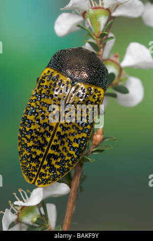 Gioiello beetle su heath tea-tree fiori Foto Stock