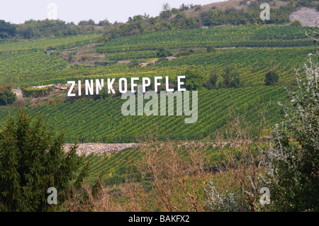 Vigneto zinnkoepfle grand cru westhalten Alsace Francia Foto Stock