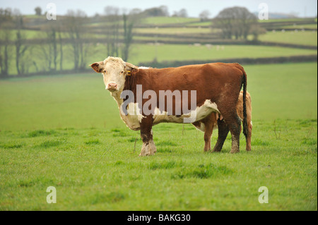 Hereford vacca nutrice e vitello in campo nel Devon UK Foto Stock