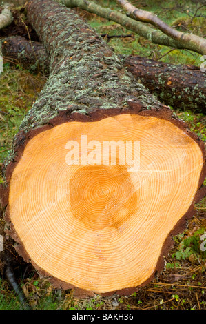 Un pino silvestre tronco di albero, Pinus sylvestris, abbattuto durante operazioni di selvicoltura, che mostra i suoi anelli di crescita in sezione trasversale. Foto Stock