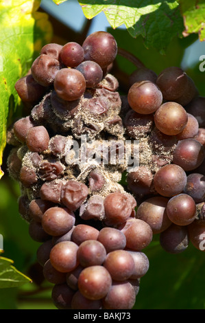 Grappolo di uva attaccato da marciume grigio Pinot gris dom g pfaffenheim humbrecht Alsace Francia Foto Stock