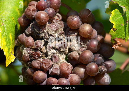 Grappolo di uva attaccato da marciume grigio Pinot gris dom g pfaffenheim humbrecht Alsace Francia Foto Stock