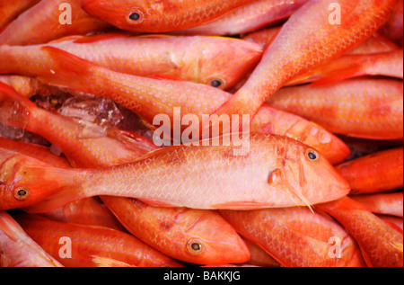 Pesce fresco sul display in un mercato di pesce Foto Stock