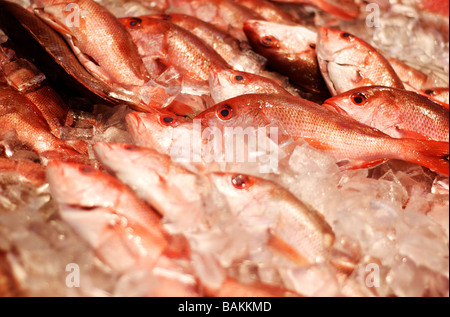 Righe di deliziose Red Snapper pesce in un mercato di pesce Foto Stock