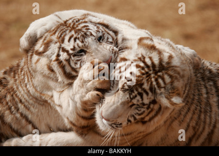 Due albino le tigri bianche giocare con ogni altro in gioco i combattimenti. Foto Stock