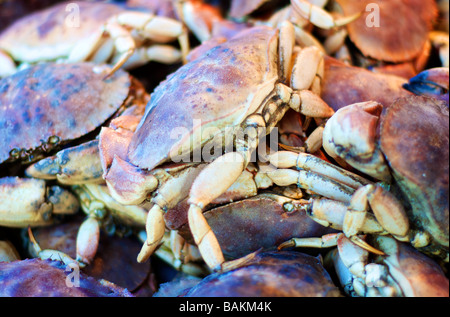 Colorato di close-up di foto live granchi sul display a un mercato di pesce Foto Stock