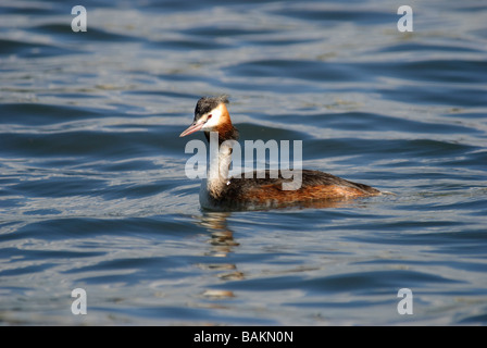 Svasso maggiore Podiceps cristatus in acqua Foto Stock