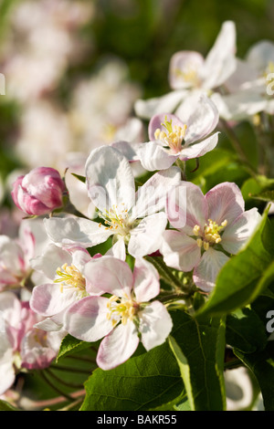 Close-up di fiori di Apple Foto Stock