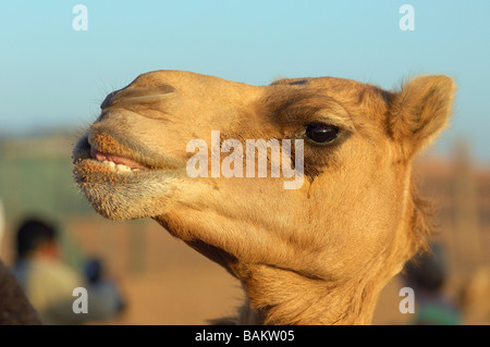 Fughe nel deserto - escursione in cammello Foto Stock