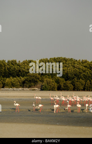 Fenicotteri rosa a Ras Al Khor Foto Stock