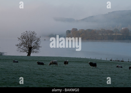 Herdwick pecore al pascolo su campi accanto a una nebbiosa Esthwaite acqua, vicino Hawkshead, Lake District, Cumbria Foto Stock