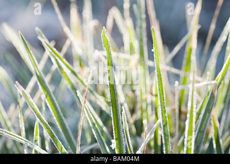 Frost erba di copertura Foto Stock