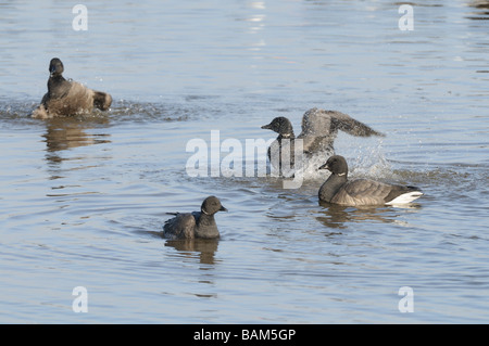 Brent oche branta bernicla piccolo gruppo la balneazione nel canale di marea NORFOLK REGNO UNITO Marzo Foto Stock