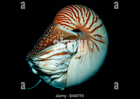 Chambered Nautilus Nautilus belauensis pacifico Micronesia Palau Foto Stock