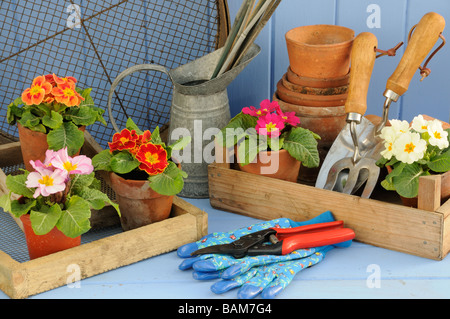 Rustico giardino primavera scena con primule in legno trug vasi di terracotta e attrezzi da giardino Foto Stock