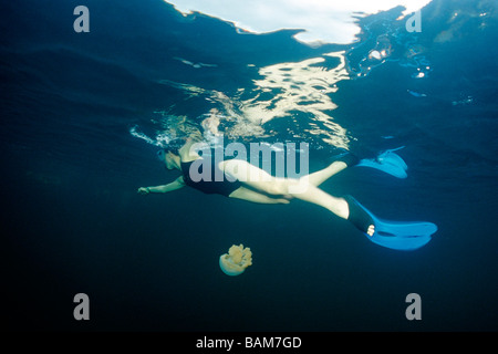 Nuotatore e Medusa Mastigias spec pacifico Micronesia Palau Foto Stock