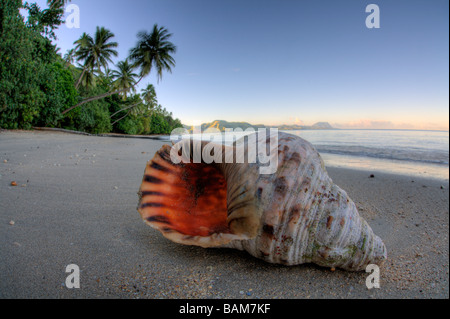 Svuotare Triton Shell sulla spiaggia Kadavu Island Isole Figi Foto Stock