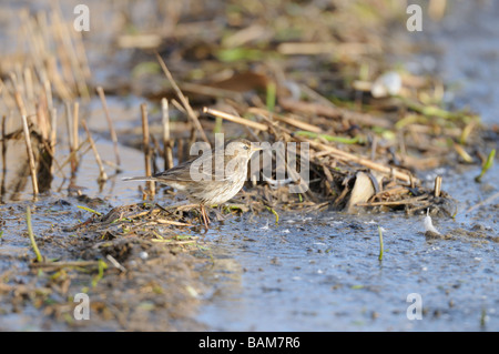 Acqua Pipit Anthus spinoletta singolo uccello in corrispondenza del bordo di acqua dolce raschiare NORFOLK REGNO UNITO Foto Stock