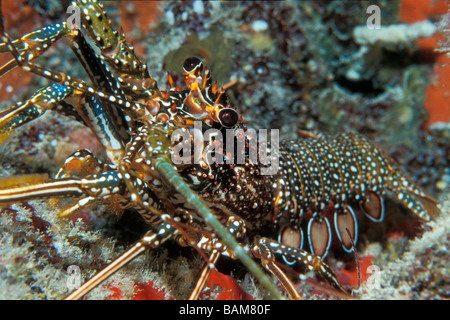 Avvistato Aragoste Panulirus guttatus Caraibi Cuba Foto Stock