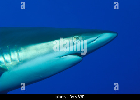 Silky Shark Carcharhinus falciformis Caraibi Cuba Foto Stock